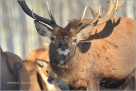 <p>JELEN LESNÍ (Cervus elaphus) obora /Red deer - Rothirsch/</p>